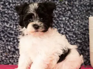 Havapoo dogs Gabe - Ad 3