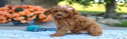 Cavapoo dogs for sale: Felecia - Ad 4