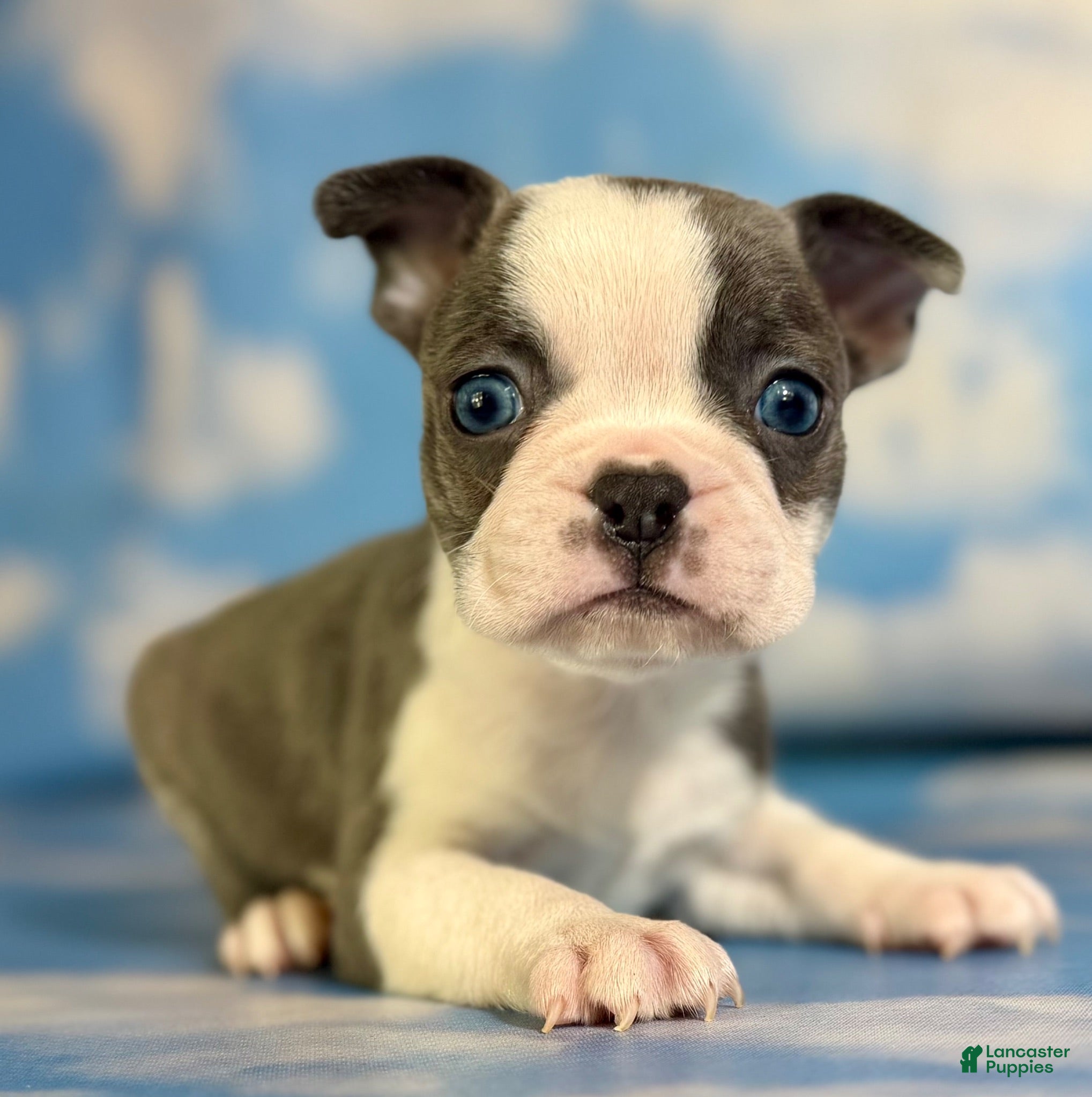 Frenchton dogs Lux - Ad 1