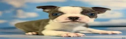 Frenchton dogs for sale: Lux - Ad 1