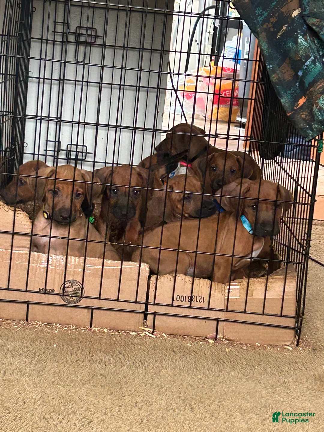 Rhodesian Ridgeback dogs for sale: Rhodesian Ridgeback Puppy 1 sky blue collar - Ad 2