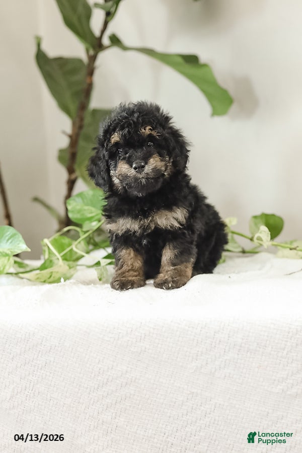 Miniature Poodle dogs Kyler - Ad 2