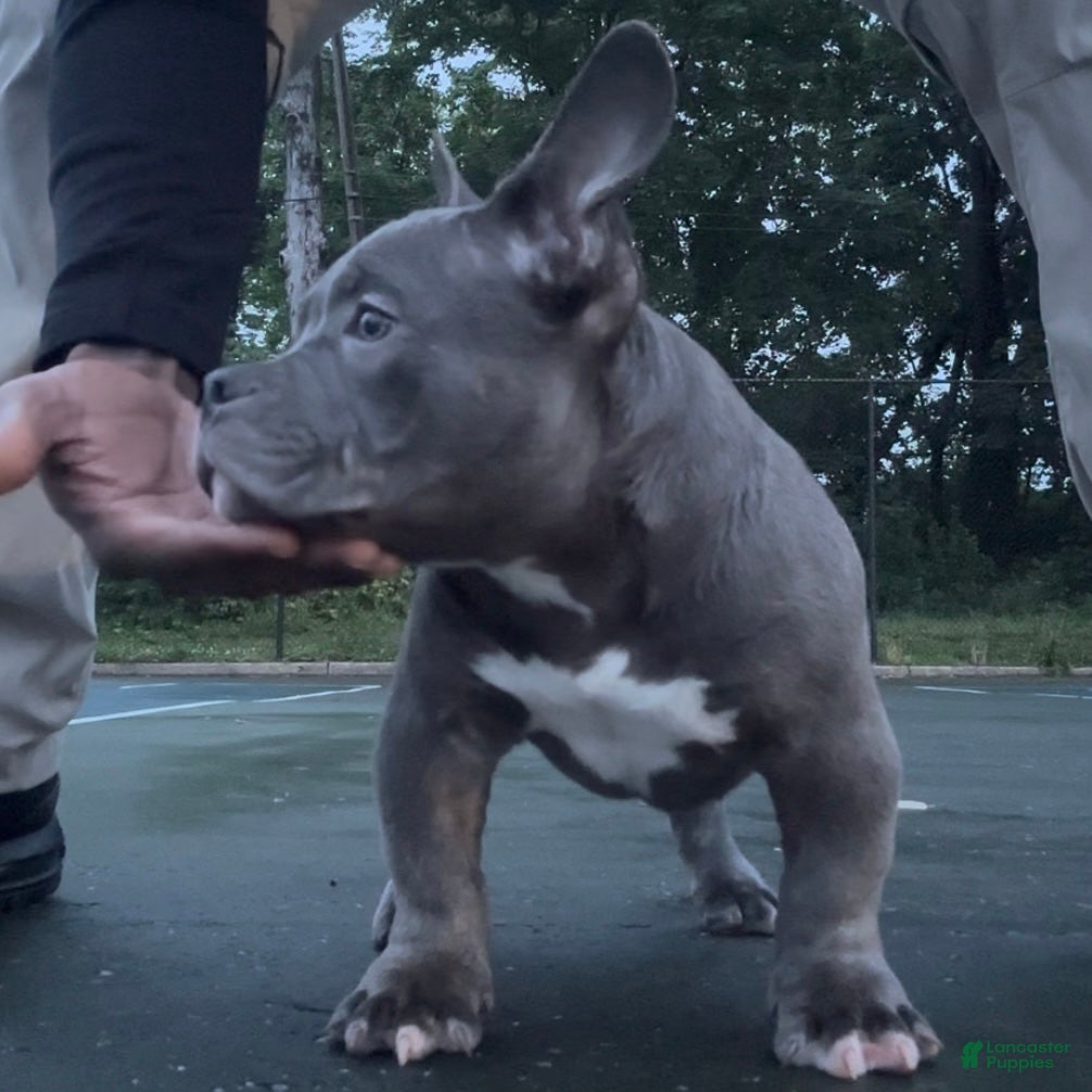 American Bully dogs Little Bill - Ad 1