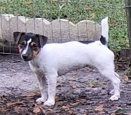 Ella (Jack Russell, Female) in Palatka, FL
