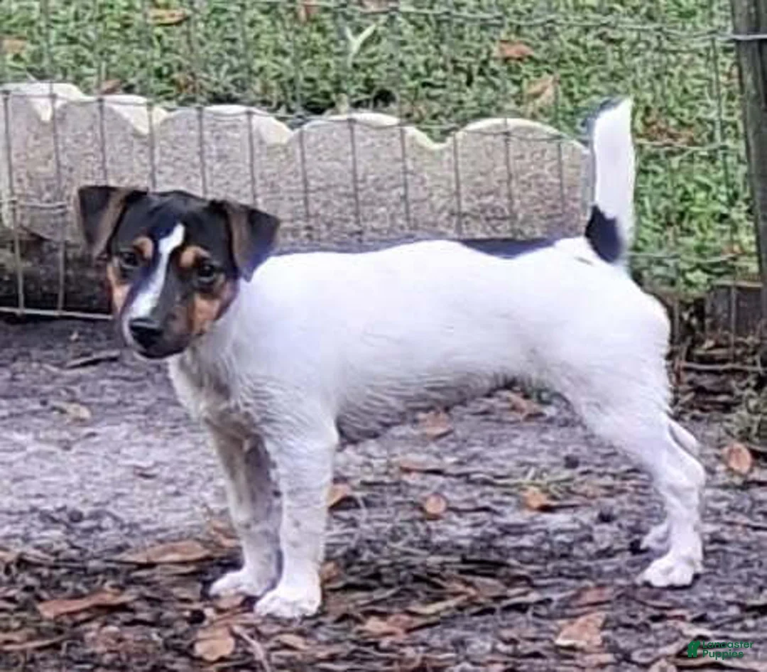 Jack Russell Terrier dogs for sale: Ella - Ad 1