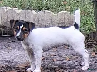 Jack Russell Terrier dogs Ella - Ad 3