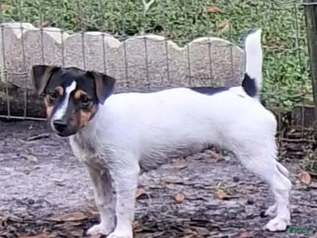 Jack Russell Terrier dogs for sale: Ella - Ad 24