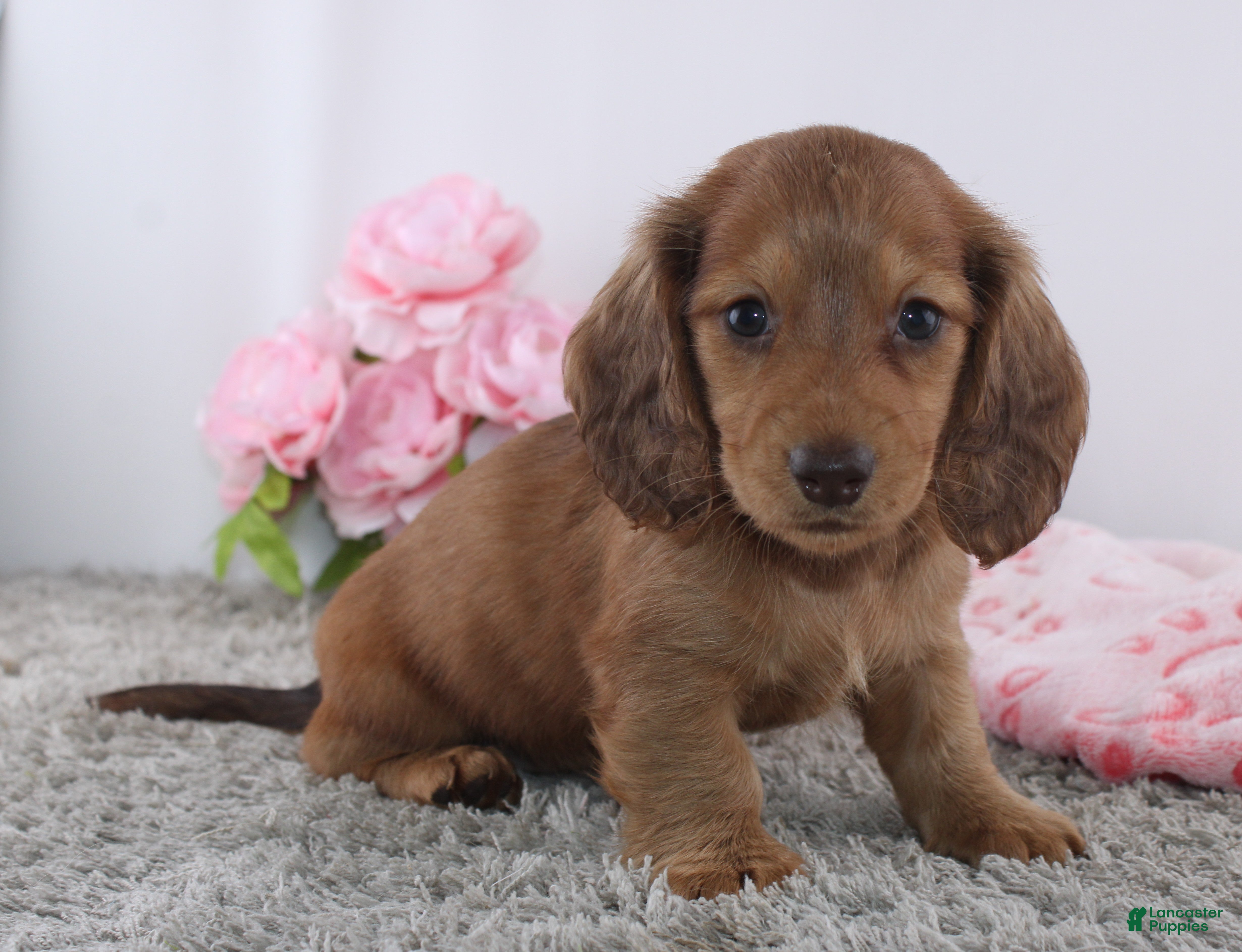 Miniature Dachshund dogs Olina - Ad 1