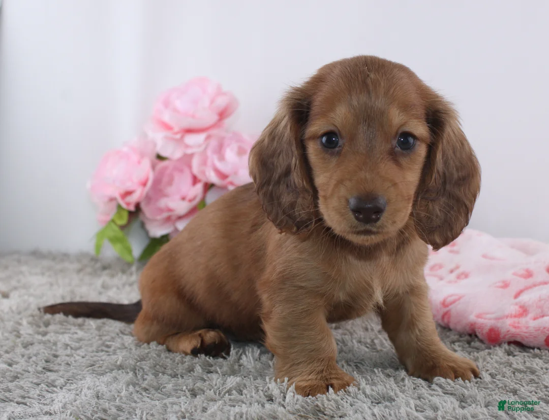 Miniature Dachshund dogs for sale: Olina - Ad 1