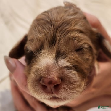 Mini Aussiedoodle dogs for sale: Ginger Female Red Merle with White Accents - Ad 10