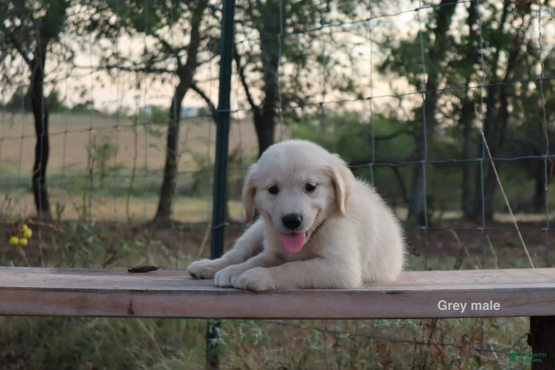 Golden Retriever dogs for sale: Larry - Ad 2
