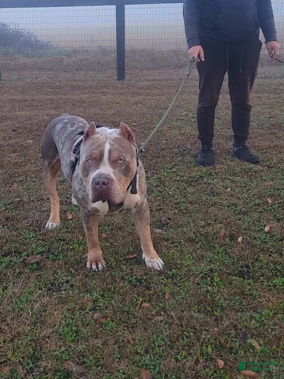 American Bully dogs for sale: GUY - Ad 3