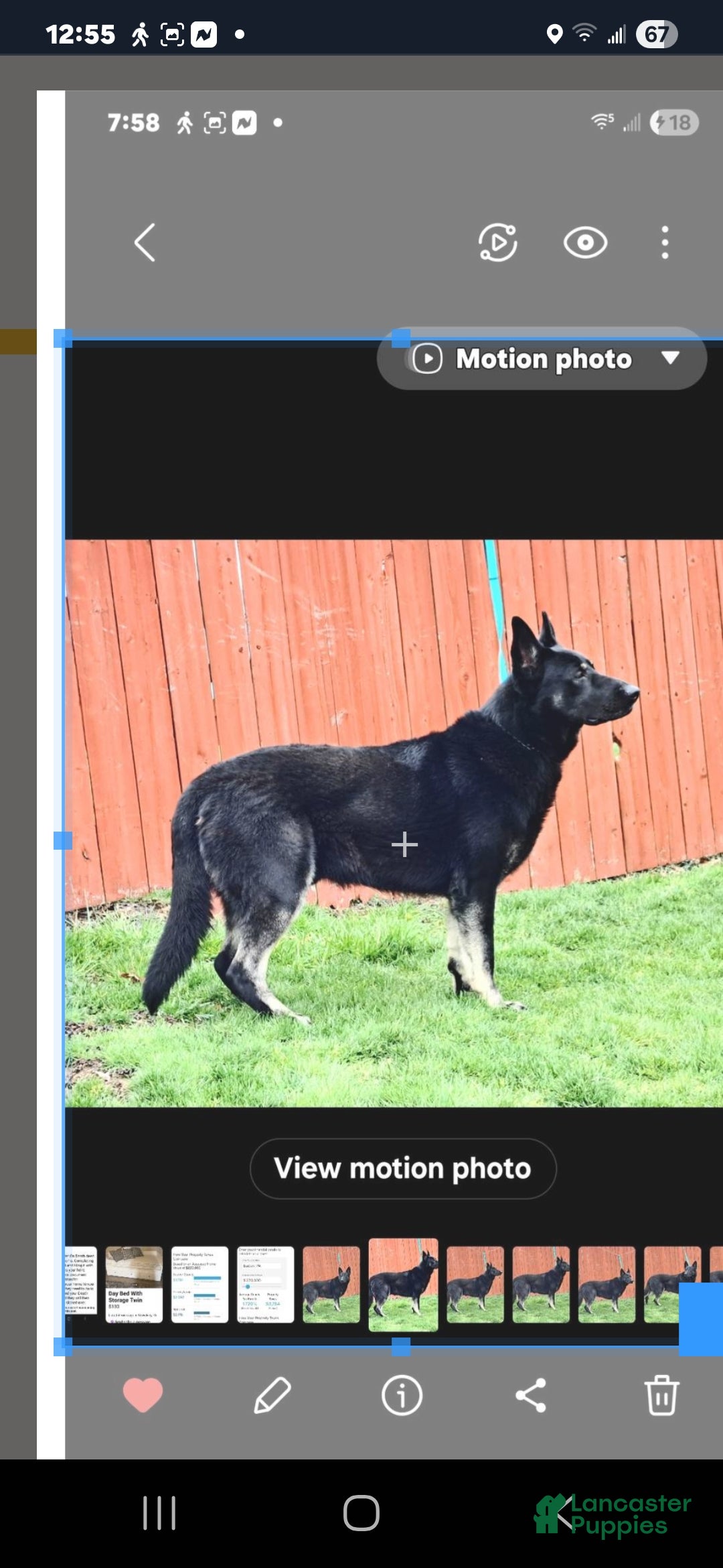 German Shepherd dogs for sale: JORDAN  - Ad 10