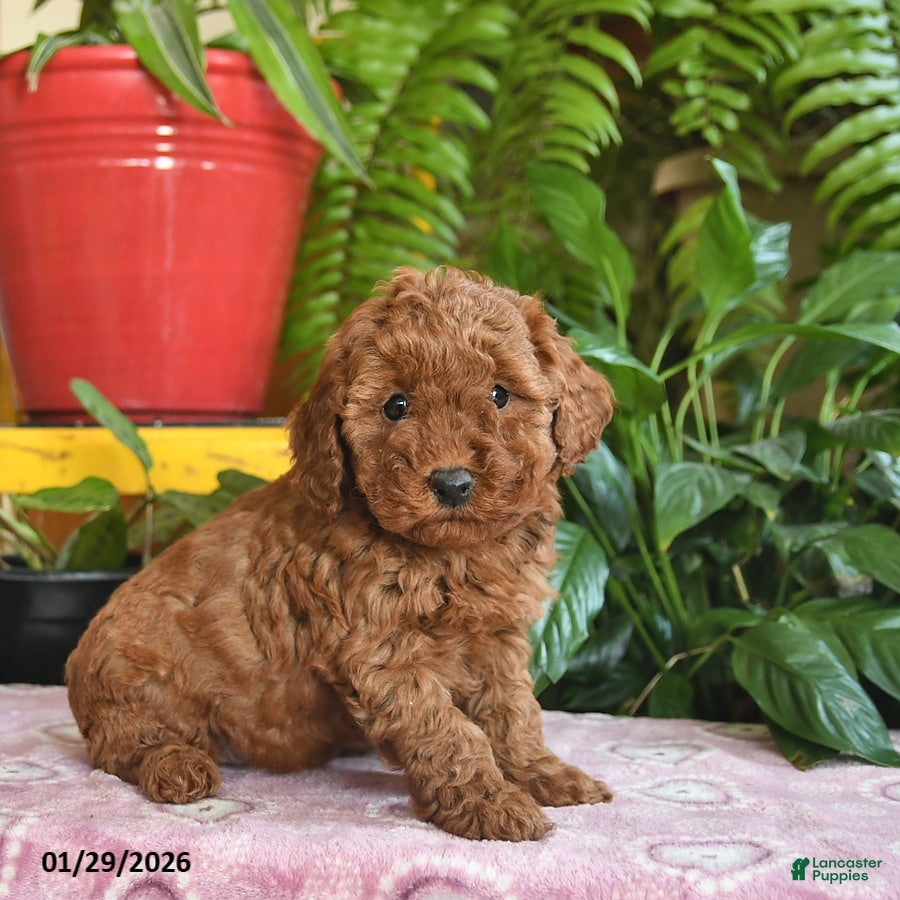 Mini Goldendoodle dogs Faye - Ad 14