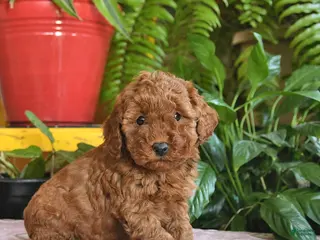 Mini Goldendoodle dogs Faye - Ad 14
