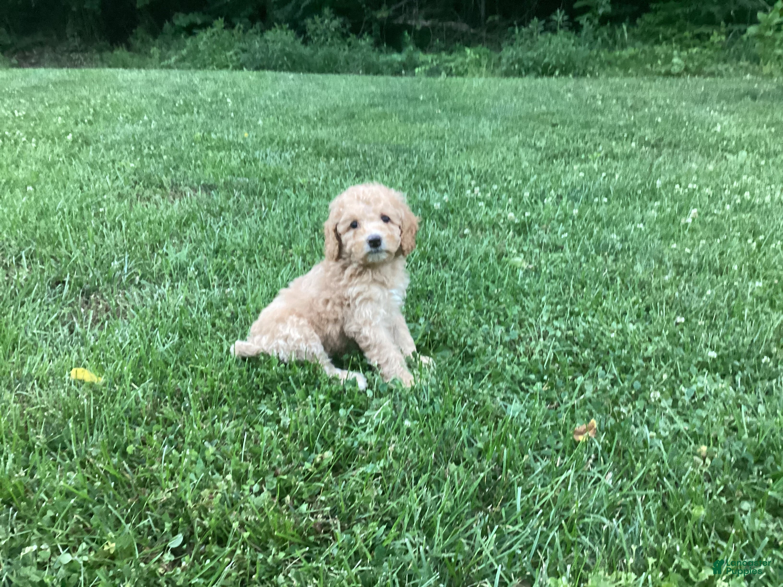 Mini Goldendoodle dogs Harper - Ad 1