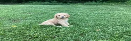 Mini Goldendoodle dogs for sale: Harper - Ad 1
