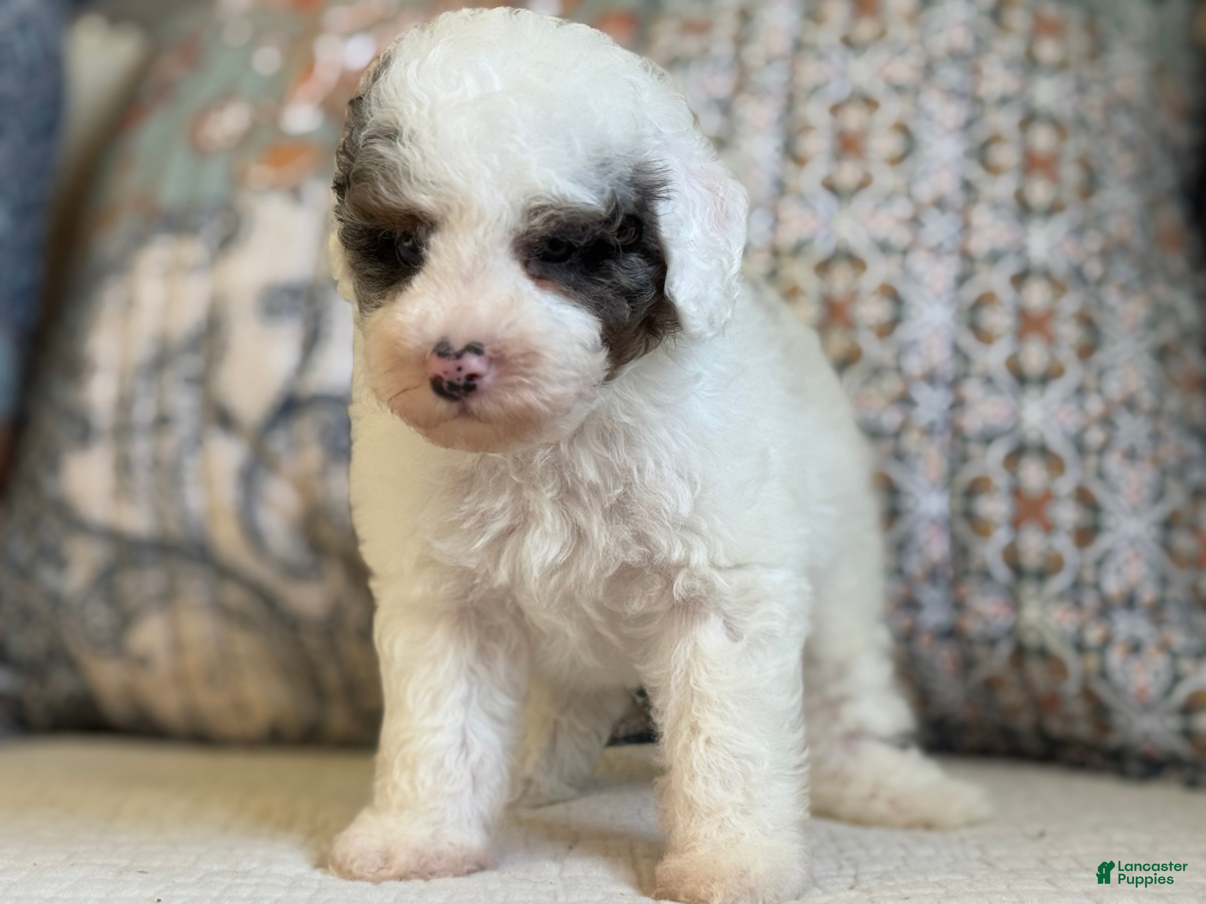 Miniature Poodle dogs for sale: Bowie  - Ad 13