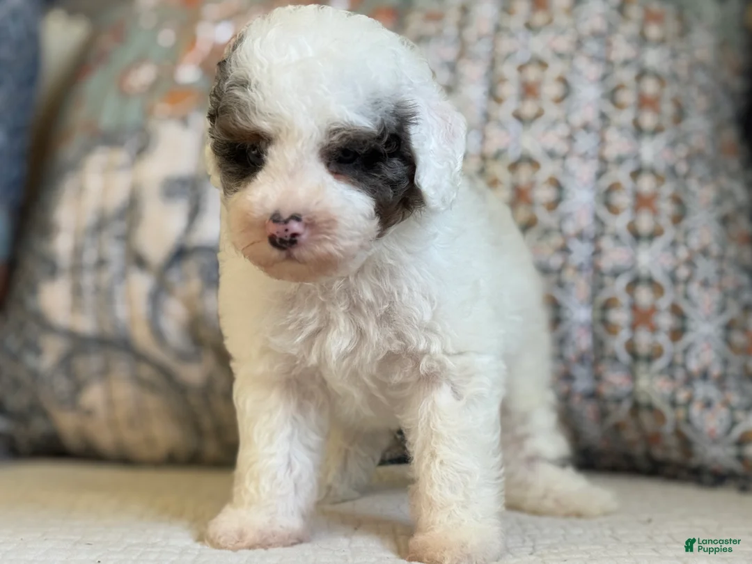 Miniature Poodle dogs for sale: Bowie  - Ad 1