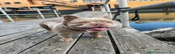 French Bulldog dogs for sale: French Bulldog 1 - Ad 5