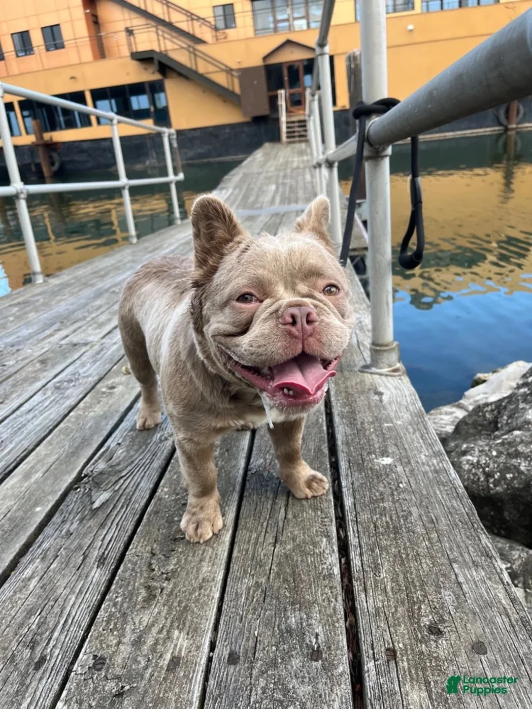 French Bulldog dogs for sale: French Bulldog 1 - Ad 5
