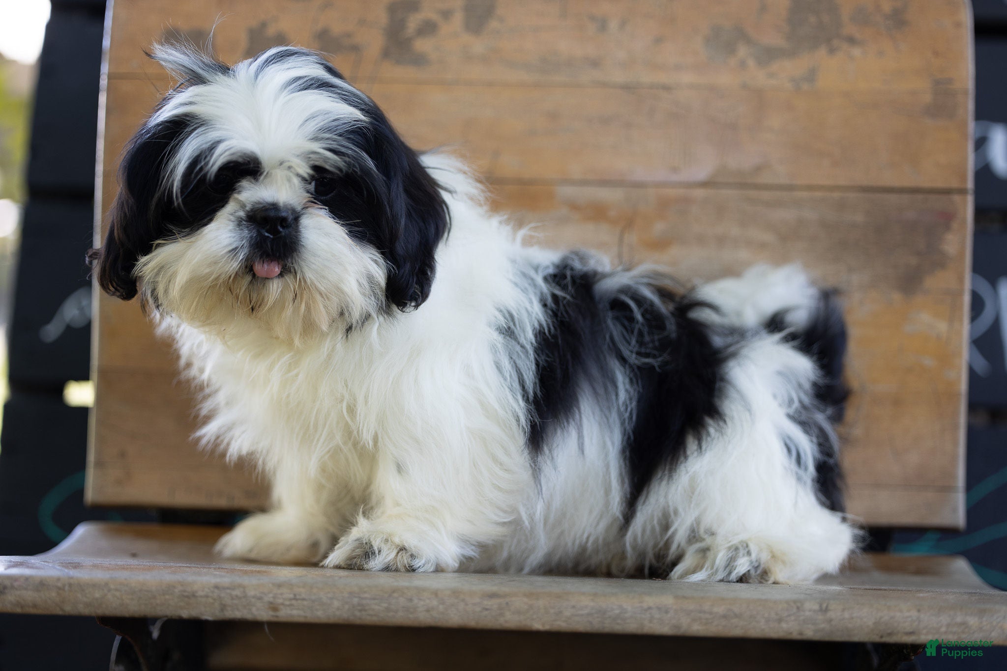 Shih Tzu dogs for sale: Sabrina Shih Tzu  - Ad 2