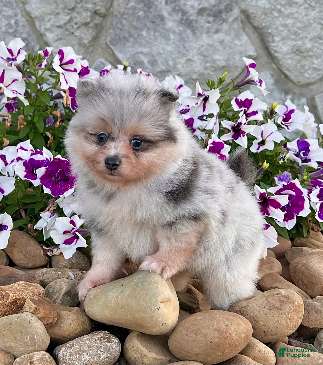 Pomeranian dogs for sale: Frosty - Ad 1