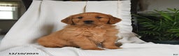 Golden Retriever dogs for sale: Raven - Ad 1