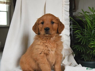 Golden Retriever dogs Raven - Ad 37