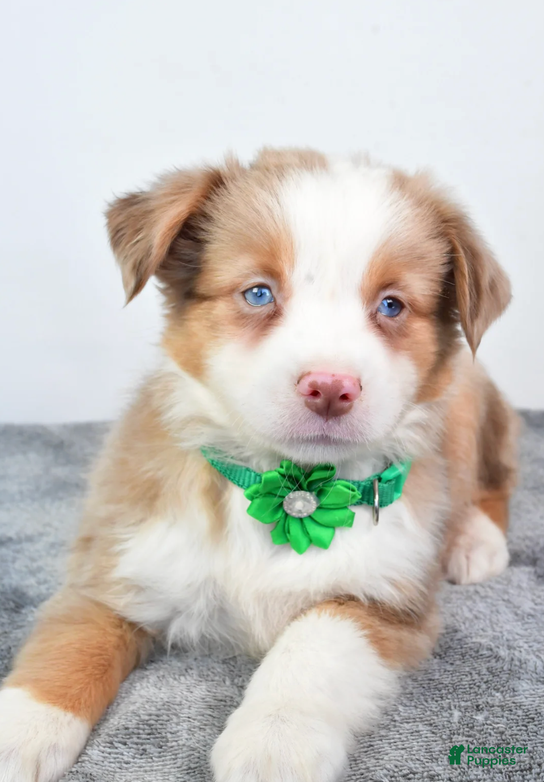 Miniature Australian Shepherd dogs for sale: Ava - Ad 4