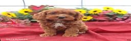 Cockapoo dogs for sale: Handsome - Ad 3