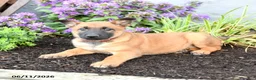 Belgian Malinois dogs for sale: Delta - Ad 5