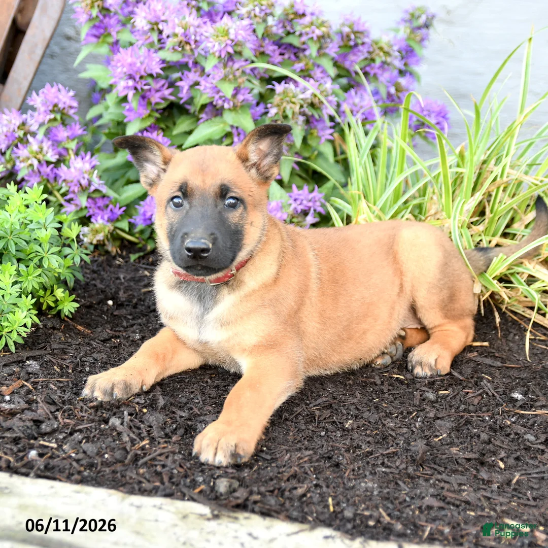 Belgian Malinois dogs for sale: Delta - Ad 5