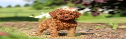 Cavapoo dogs for sale: Callie - Ad 4