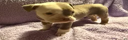 Olde English Bulldogge dogs for sale: Tri Lilac  - Ad 8