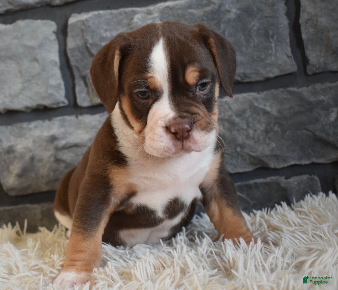 Mixed Breed dogs for sale: Bella  - Ad 2