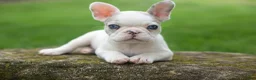 French Bulldog dogs for sale: Axel (Platinum with Blue Eyes) 💙🐾 - Ad 1