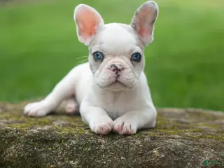 French Bulldog dogs for sale: Axel (Platinum with Blue Eyes) 💙🐾 - Ad 2