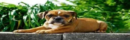 English Bulldog dogs for sale: Archie Male - Ad 2