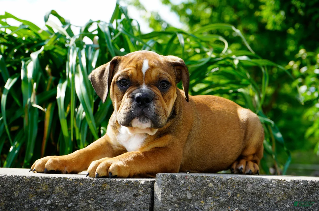English Bulldog dogs for sale: Archie Male - Ad 2