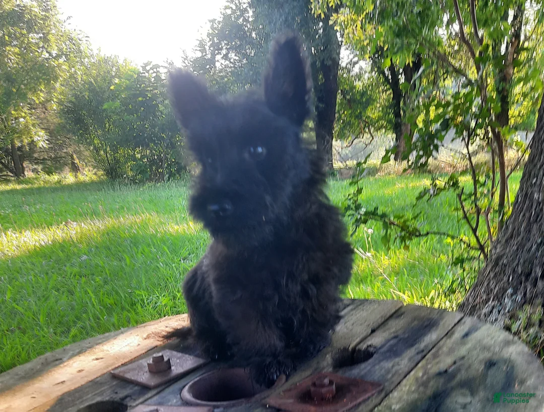 Scottish Terrier dogs for sale: Scottish Terrier 1 - Ad 2