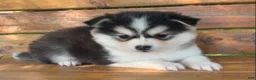 Alaskan Klee Kai dogs for sale: Beautiful Gal~~Charise! - Ad 4