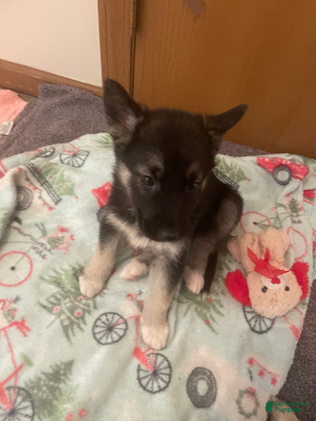 Gerberian Shepsky dogs for sale: Gerberian Shepsky Puppy 1 - Ad 7