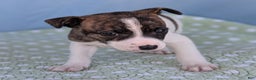Rat Terrier dogs for sale: Chai - Ad 5