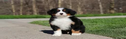Bernese Mountain Dog dogs for sale: Zeke - Ad 3