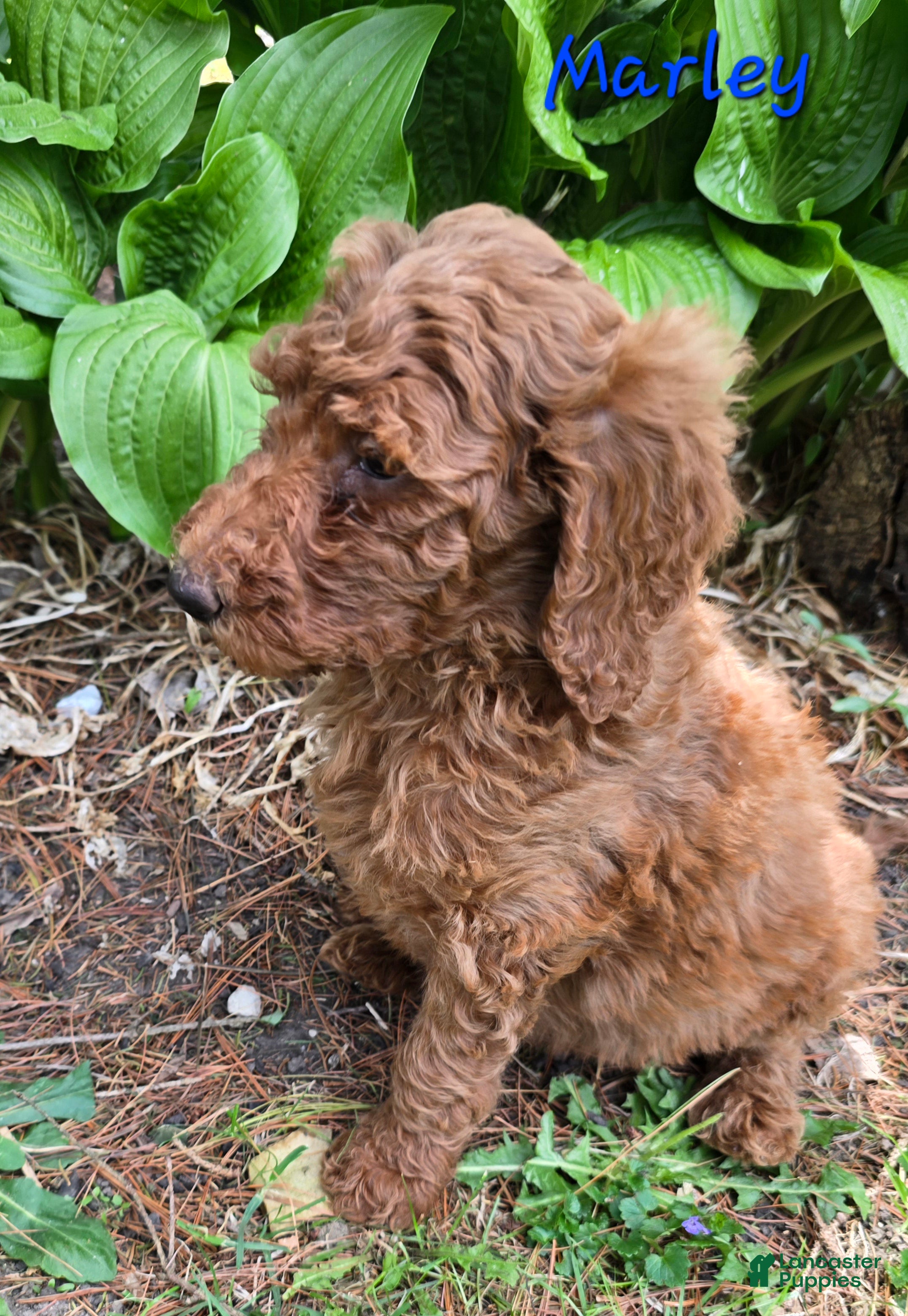 Goldendoodle dogs Goldendoodle Puppy 6 - Ad 40