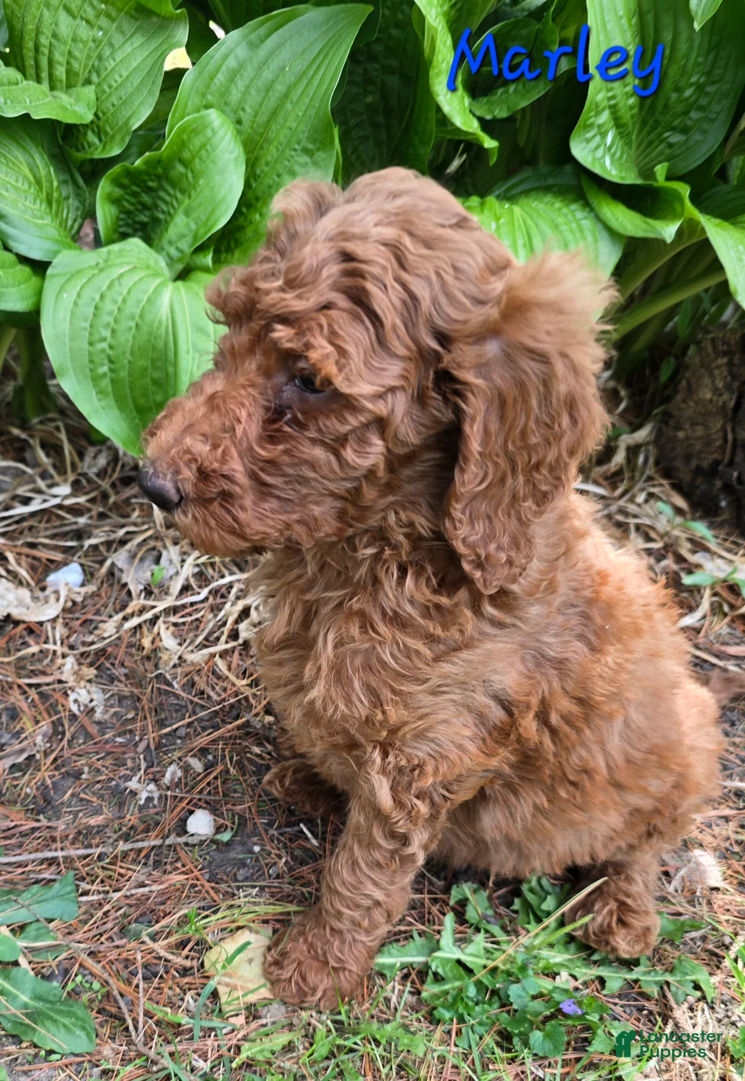 Goldendoodle dogs for sale: Goldendoodle Puppy 6 - Ad 1
