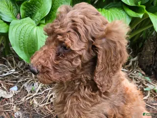 Goldendoodle dogs Goldendoodle Puppy 6 - Ad 40