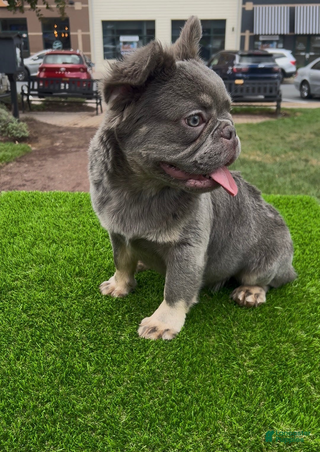 French Bulldog dogs for sale: Mercedes  - Ad 1