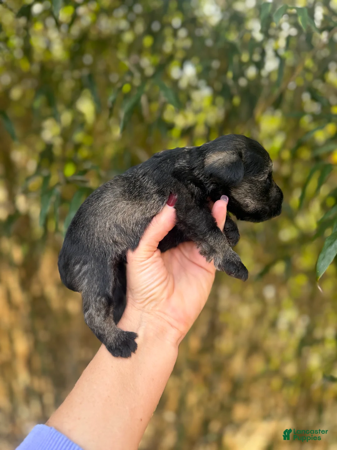 Miniature Schnauzer dogs for sale: Miniature Schnauzer Puppy 1 - Ad 2